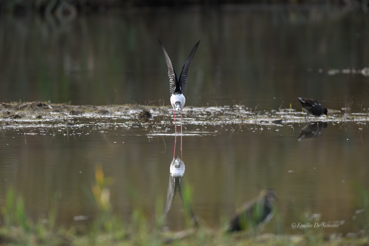 Black-winged stilt (Himantopus himantopus)