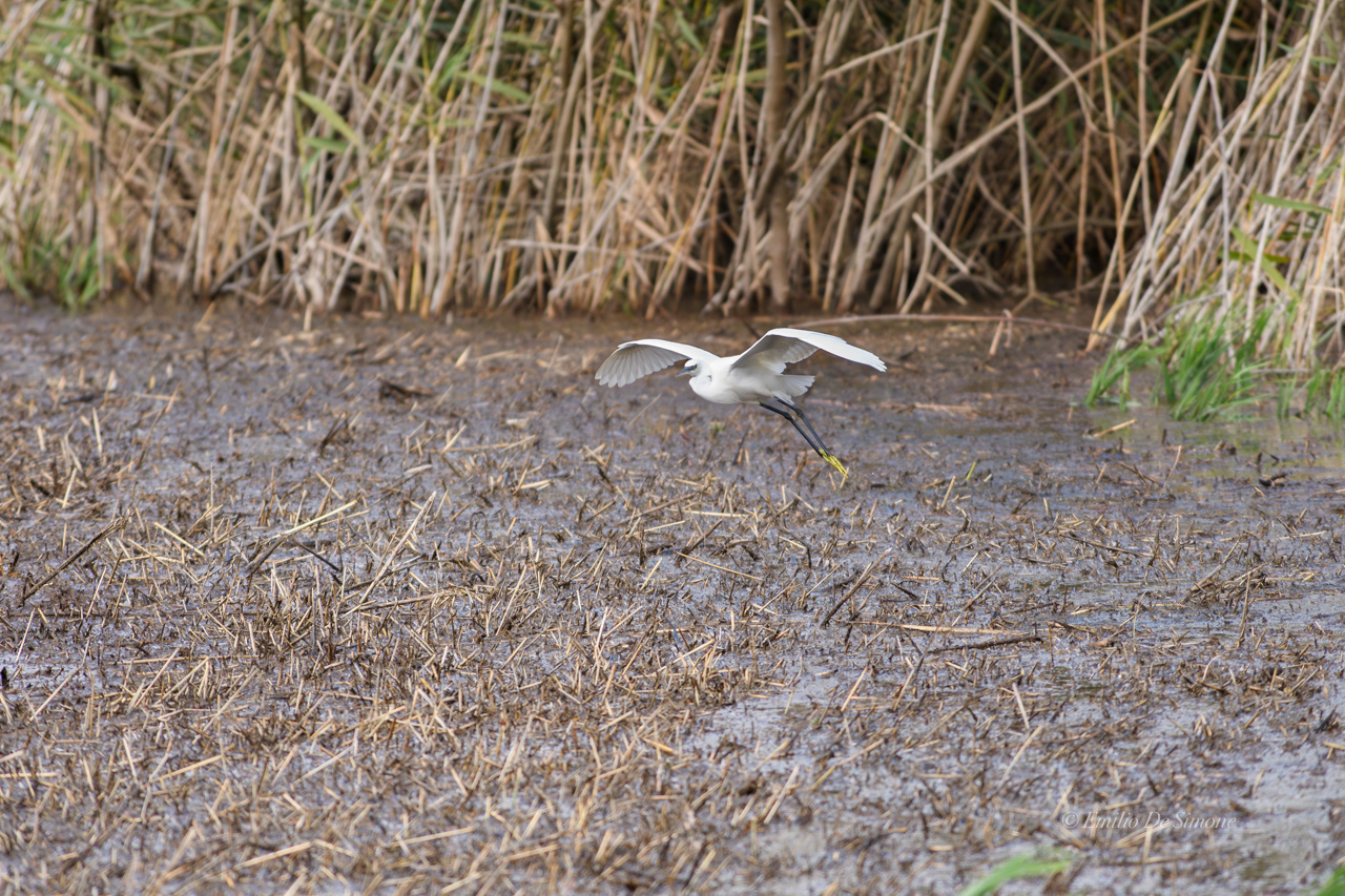 Little egret (Egretta garzetta)