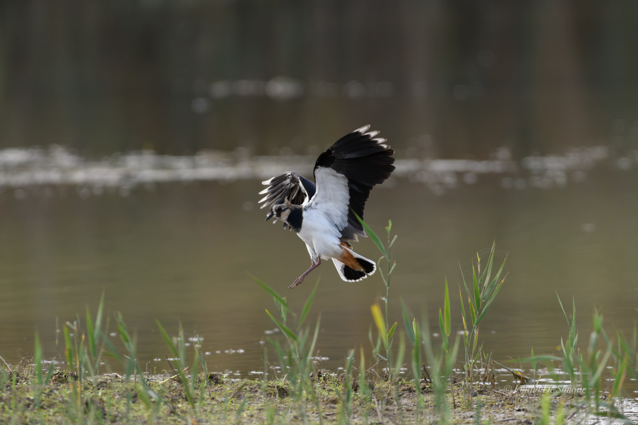 Northern lapwing (Vanellus vanellus)