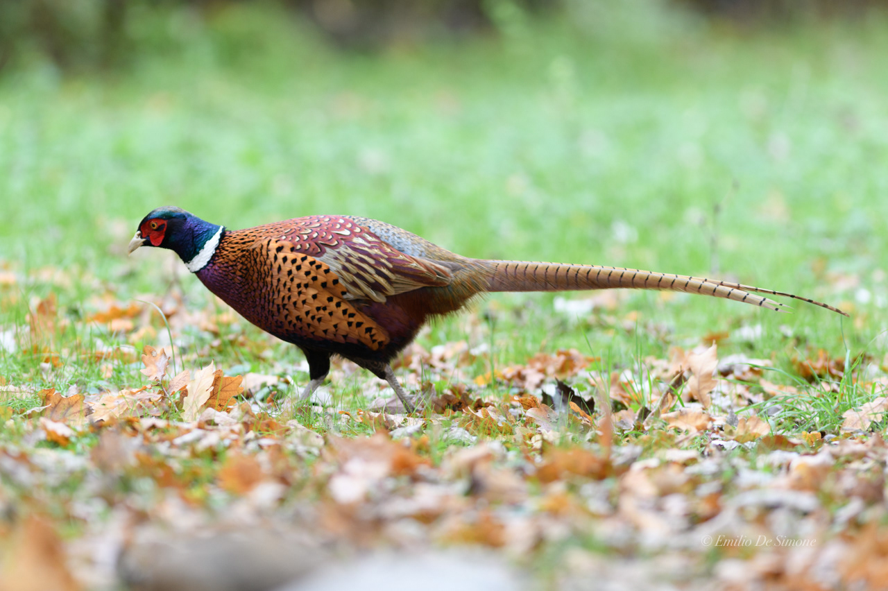 Common pheasant (Phasianus colchicus)