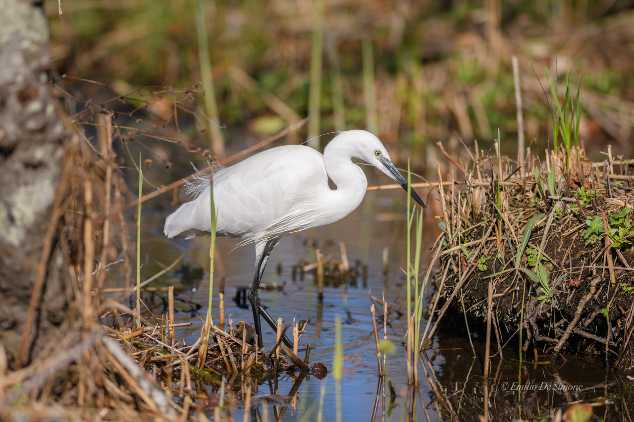 Little egret (Egretta garzetta)