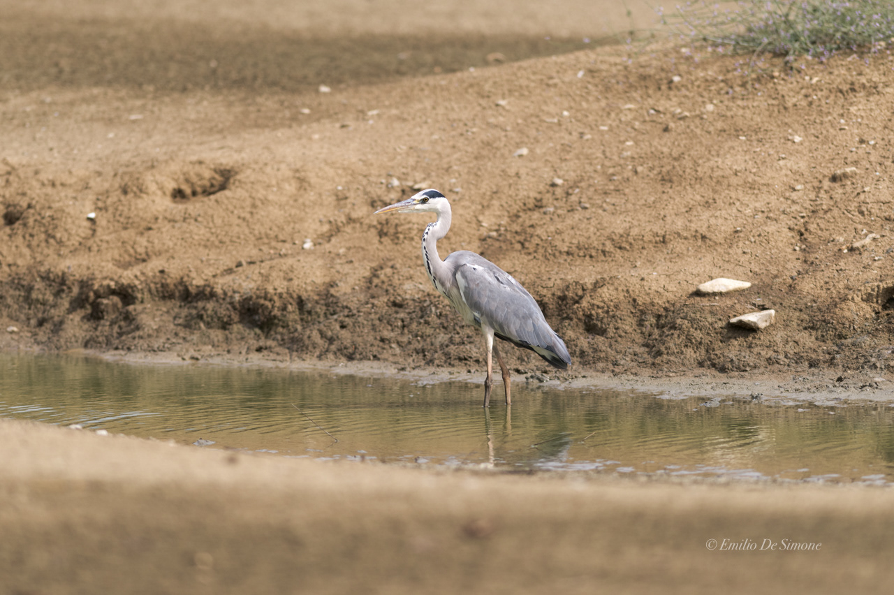 Grey heron (Ardea cinerea)