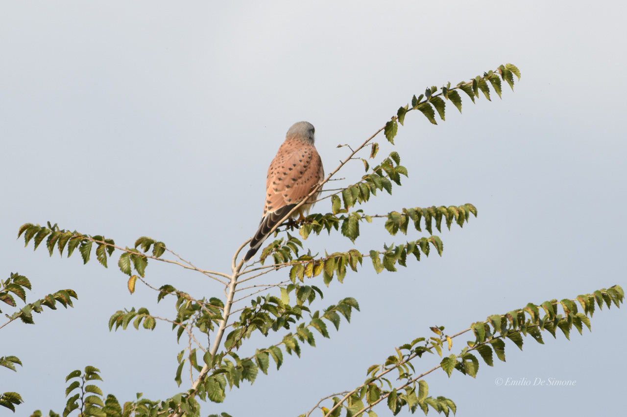 Common kestrel (Falco tinnunculus)