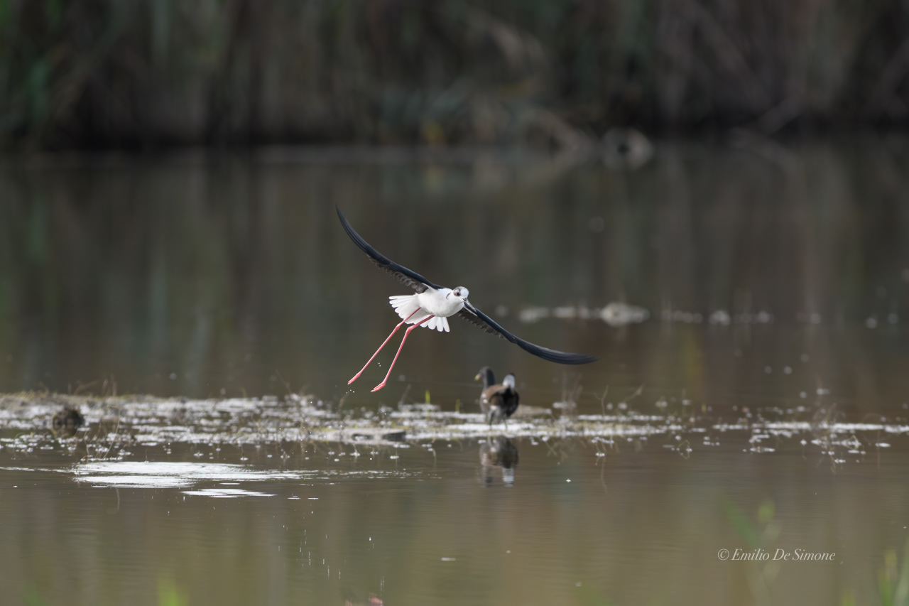 Black-winged stilt (Himantopus himantopus)