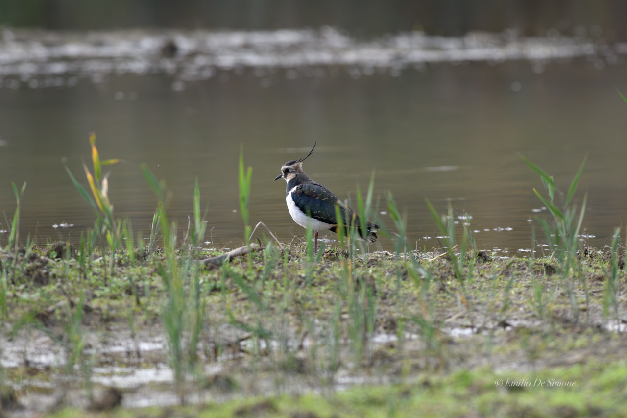 Northern lapwing (Vanellus vanellus)