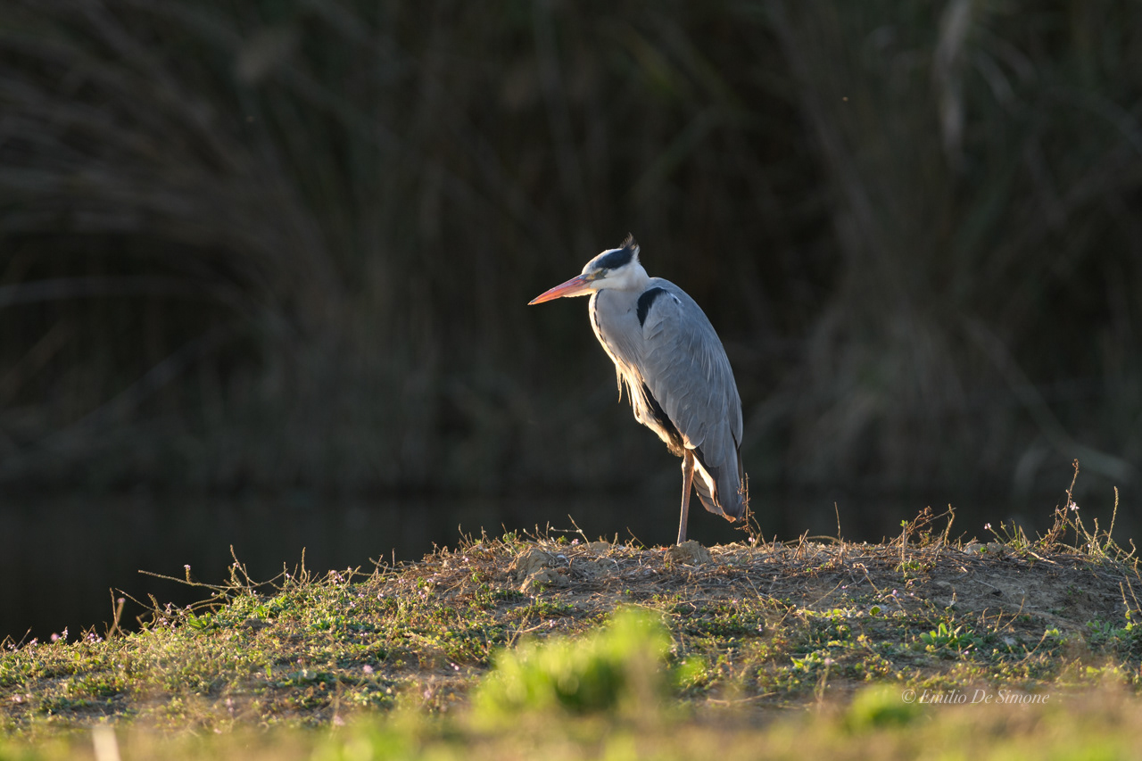 Grey heron (Ardea cinerea)