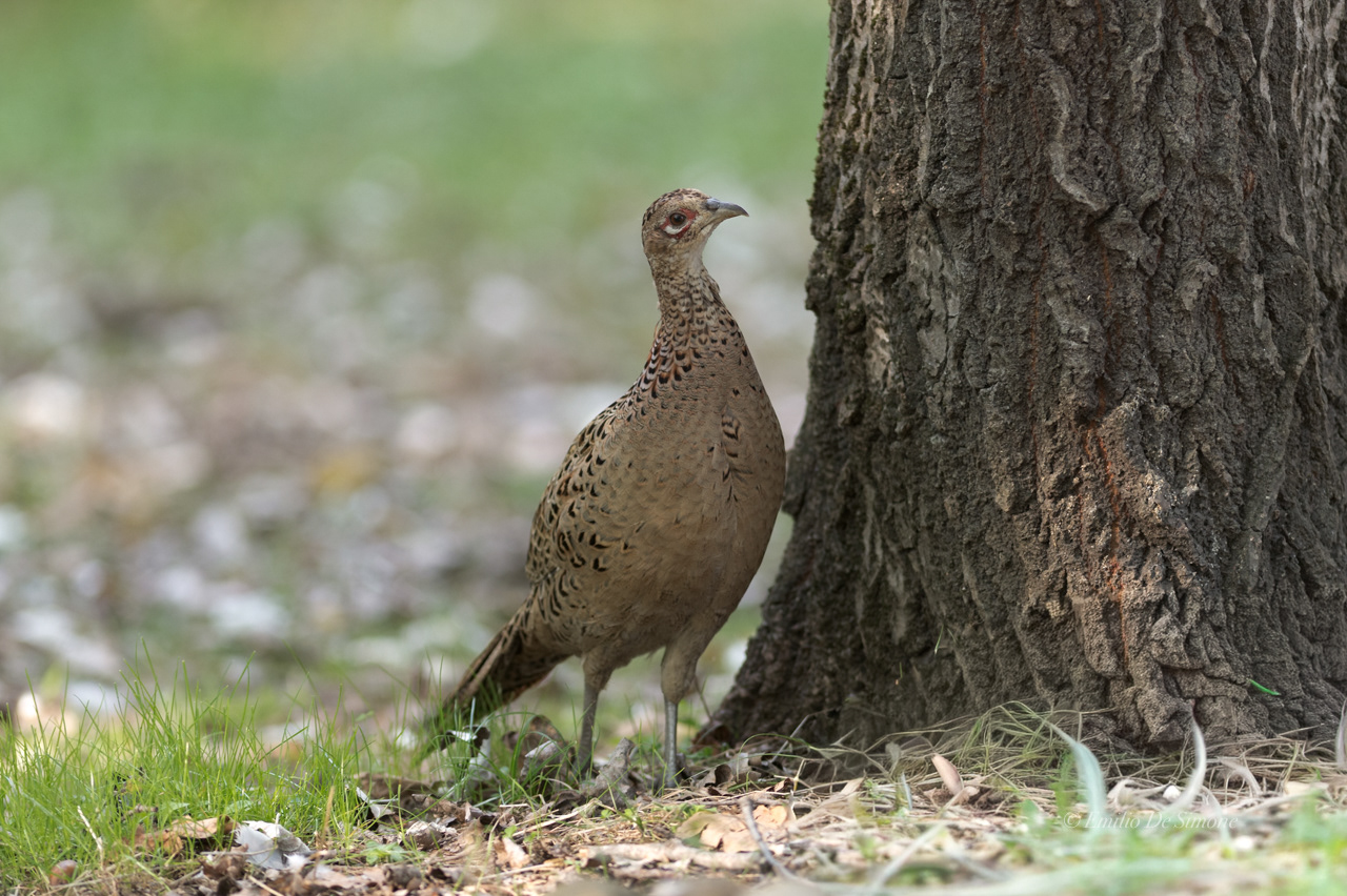 Common pheasant (Phasianus colchicus)