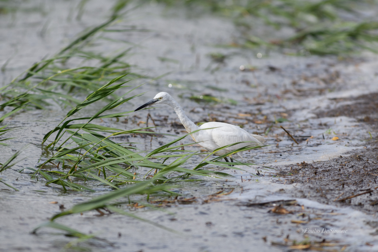 Little egret (Egretta garzetta)