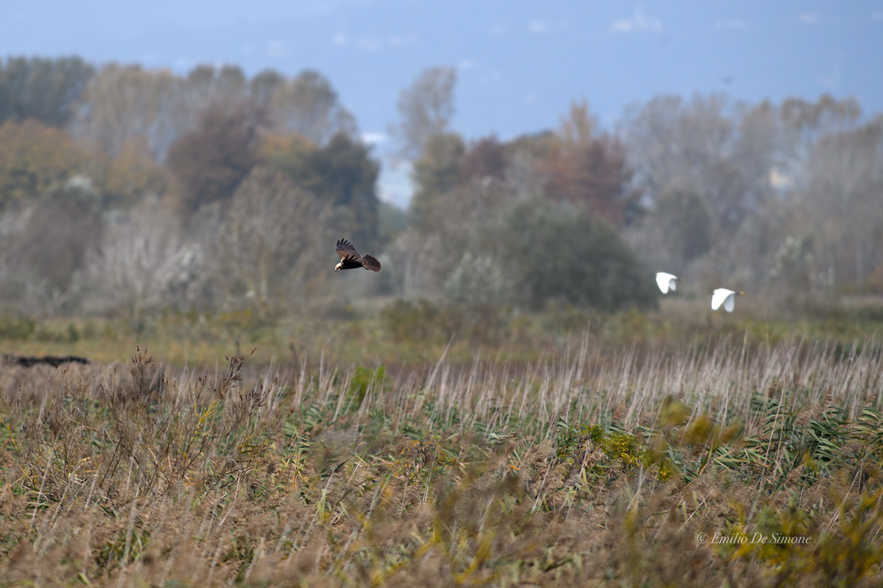 Western marsh harrier (Circus aeruginosus)