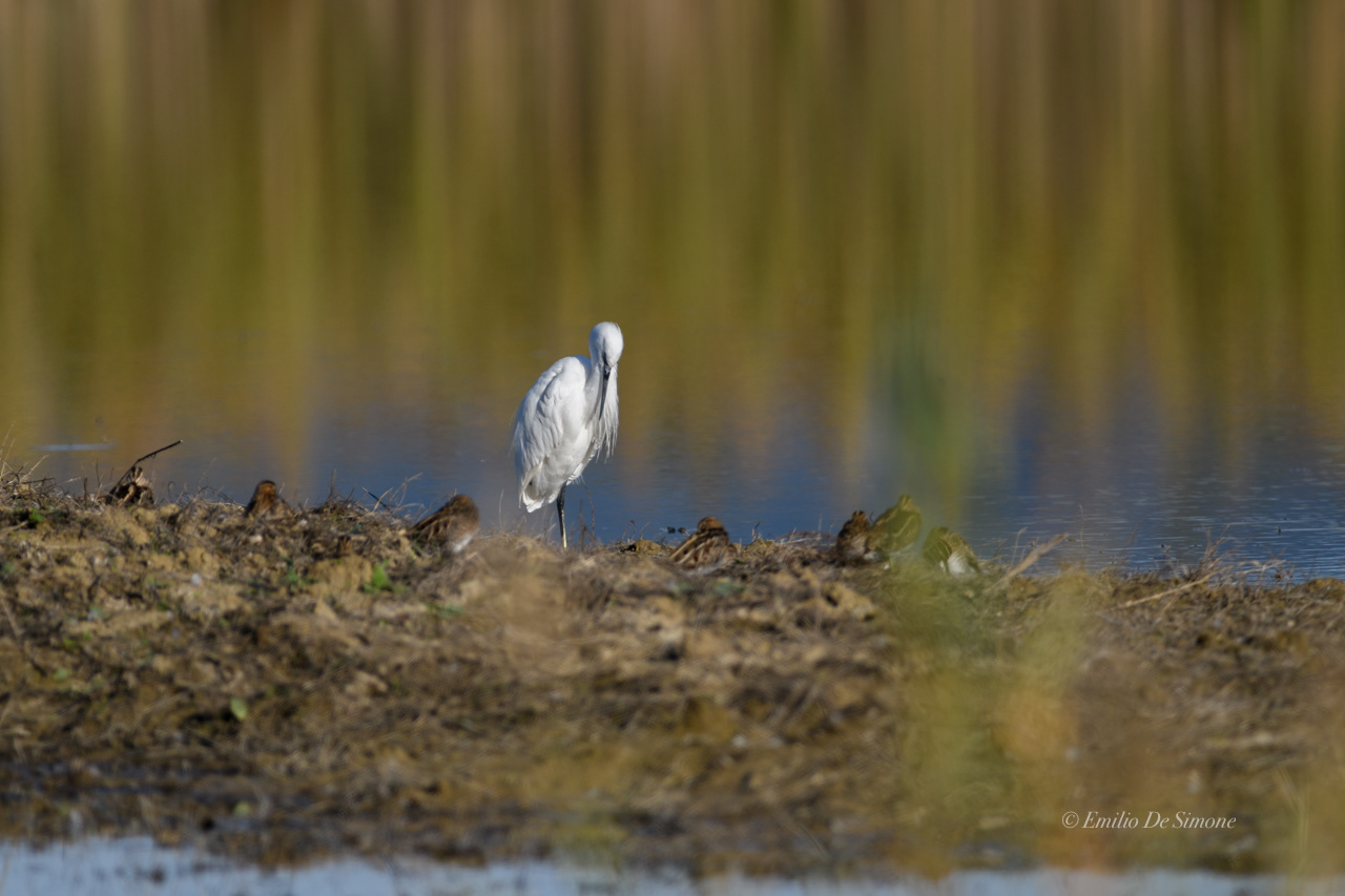 Little egret (Egretta garzetta)