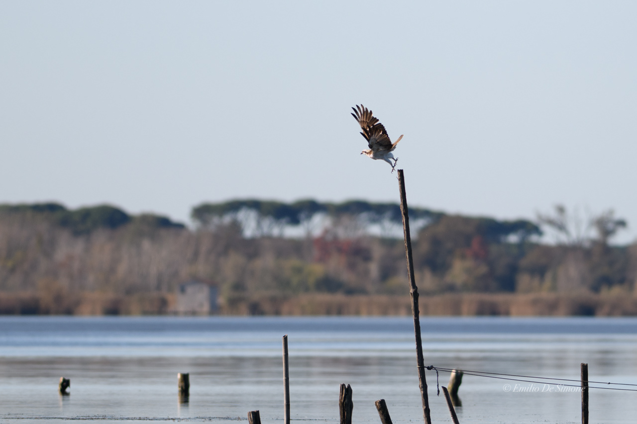 Western marsh harrier (Circus aeruginosus)