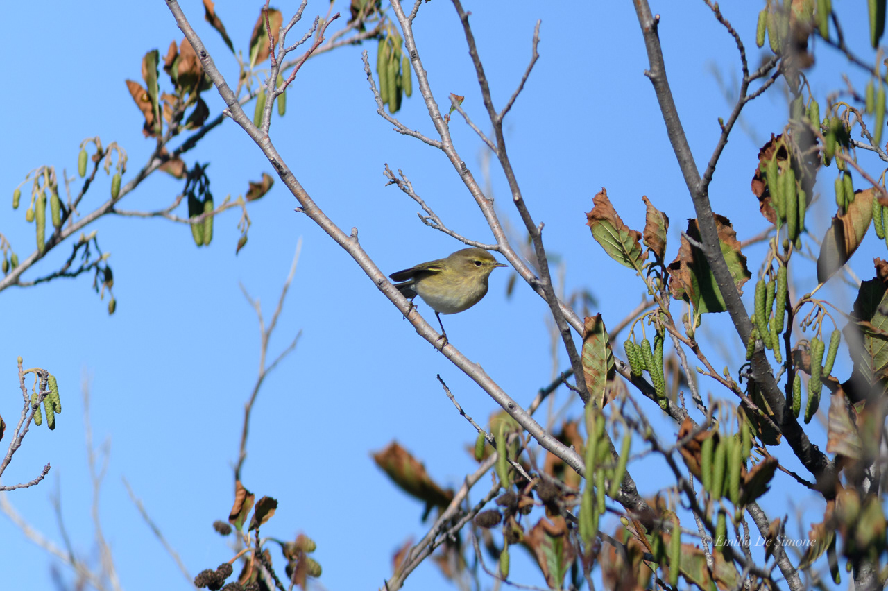Common nightingale (Luscinia megarhynchos)