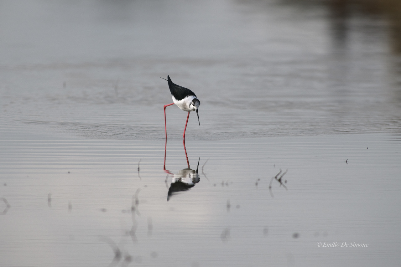 Black-winged stilt (Himantopus himantopus)