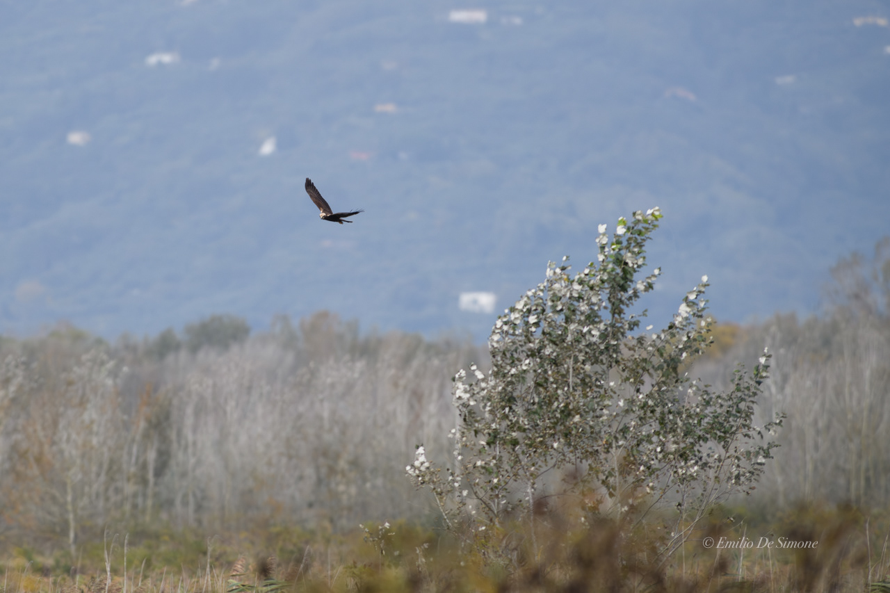 Western marsh harrier (Circus aeruginosus)