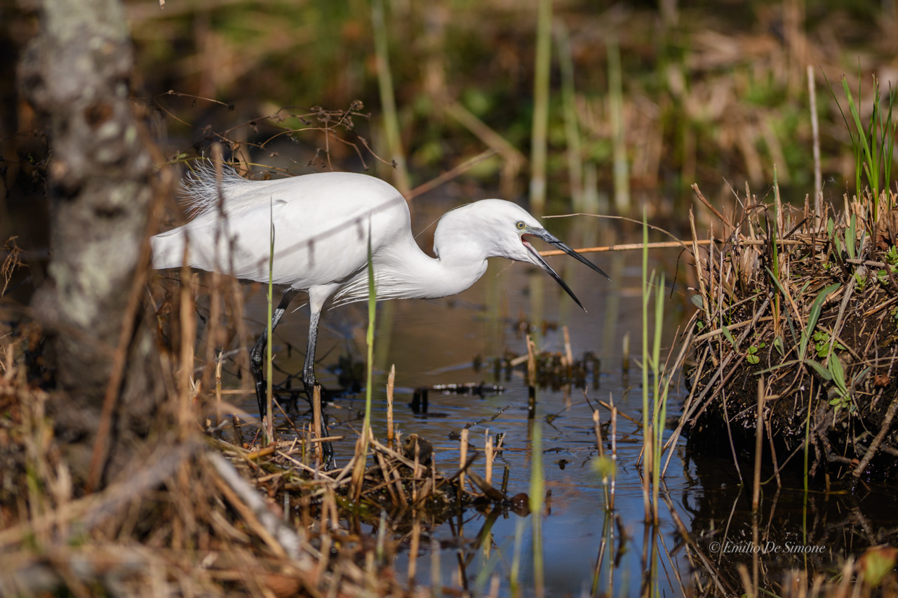 Little egret (Egretta garzetta)
