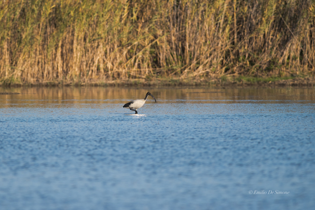 African sacred ibis (Threskiornis aethiopicus)