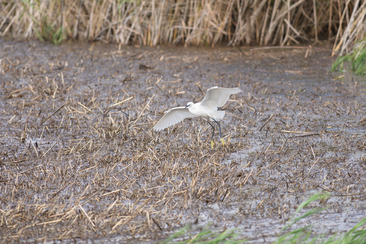 Little egret (Egretta garzetta)