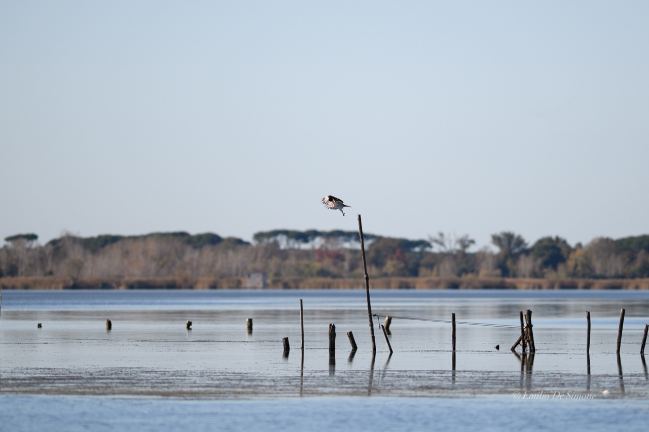 Western marsh harrier (Circus aeruginosus)