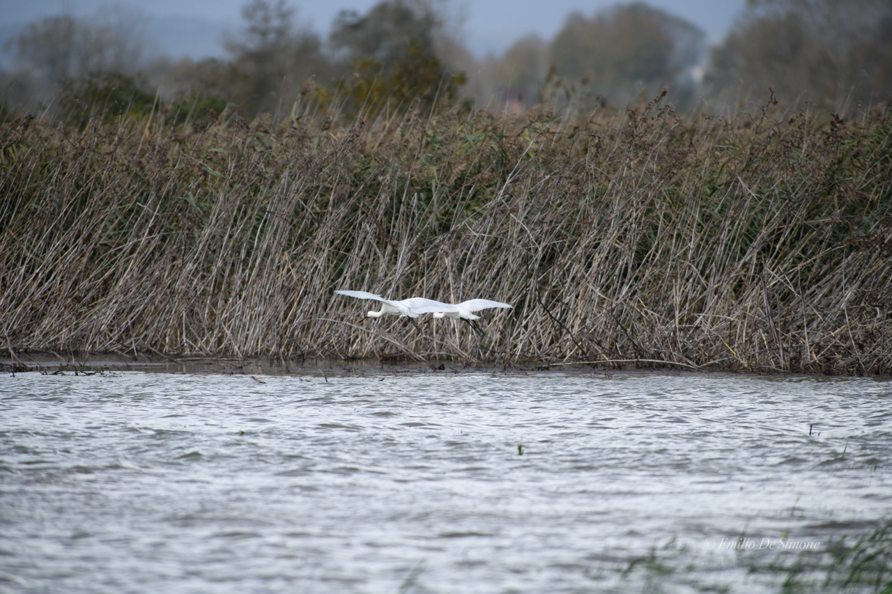 Eurasian spoonbill (Platalea leucorodia)