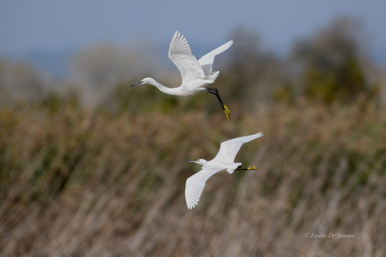 Little egret (Egretta garzetta)