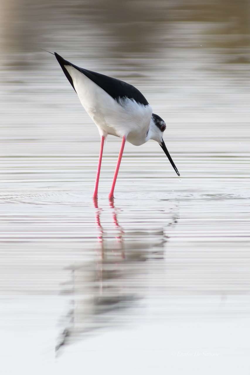 Black-winged stilt (Himantopus himantopus)