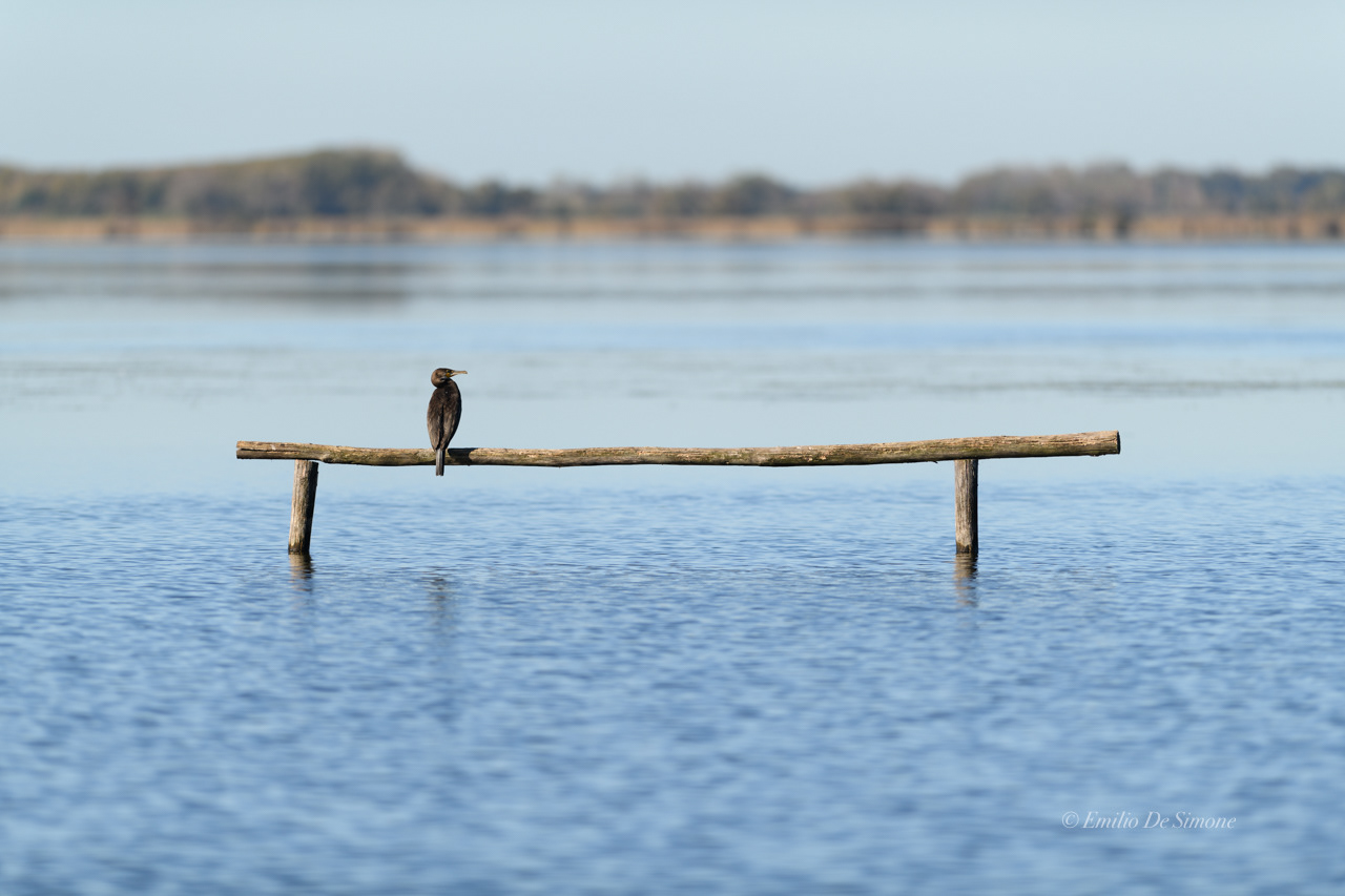 Great cormorant (Phalacrocorax carbo)