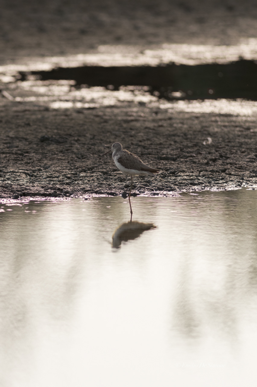 Common greenshank (Tringa nebularia)
