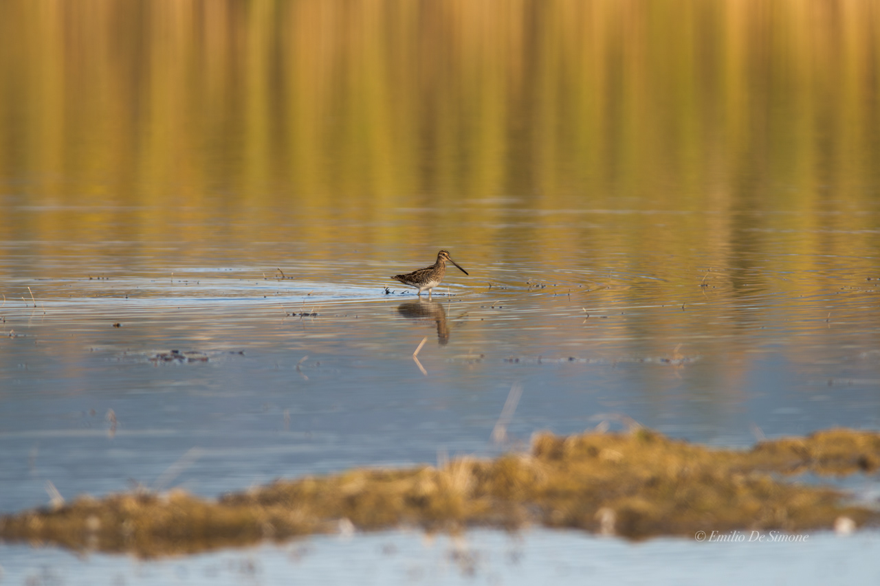 Common snipe (Gallinago gallinago)