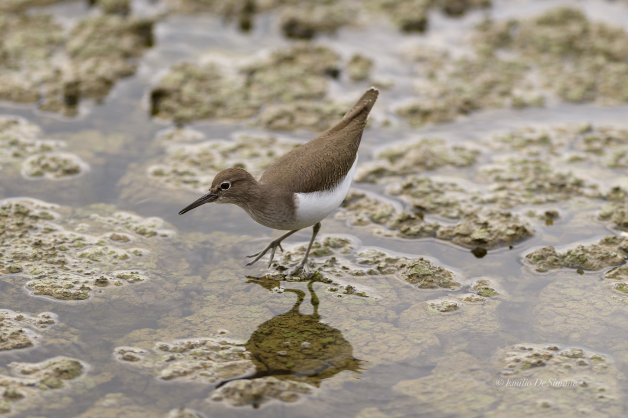 Common sandpiper (Actitis hypoleucos)