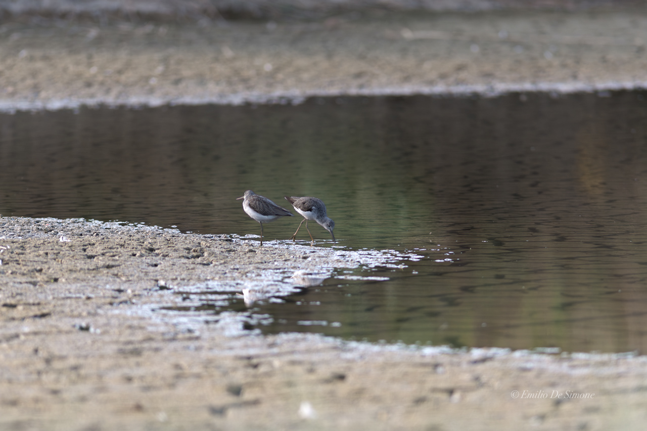 Common greenshank (Tringa nebularia)