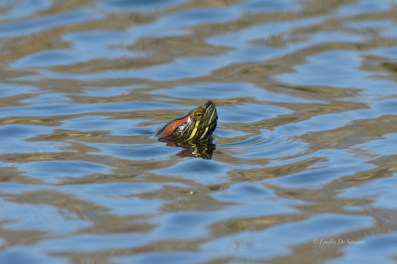 Red-eared slider (Trachemys scripta elegans)