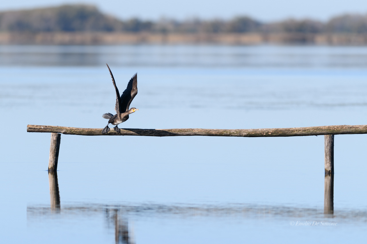 Great cormorant (Phalacrocorax carbo)