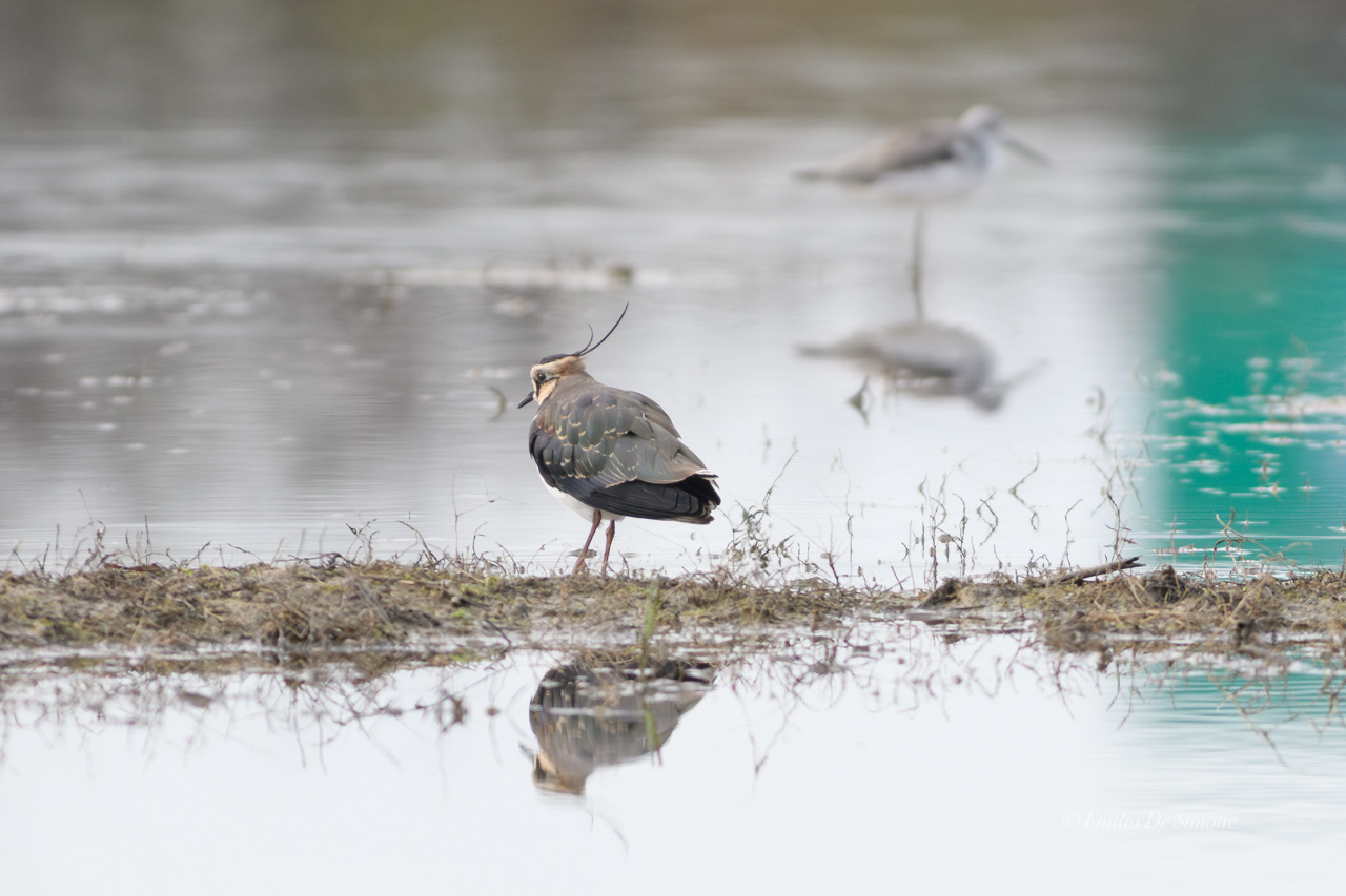 Northern lapwing (Vanellus vanellus)