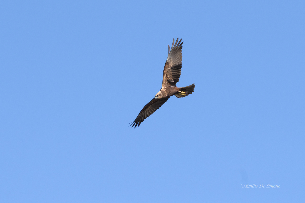 Western marsh harrier (Circus aeruginosus)