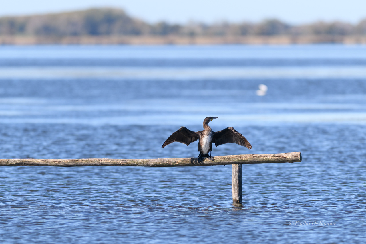 Great cormorant (Phalacrocorax carbo)