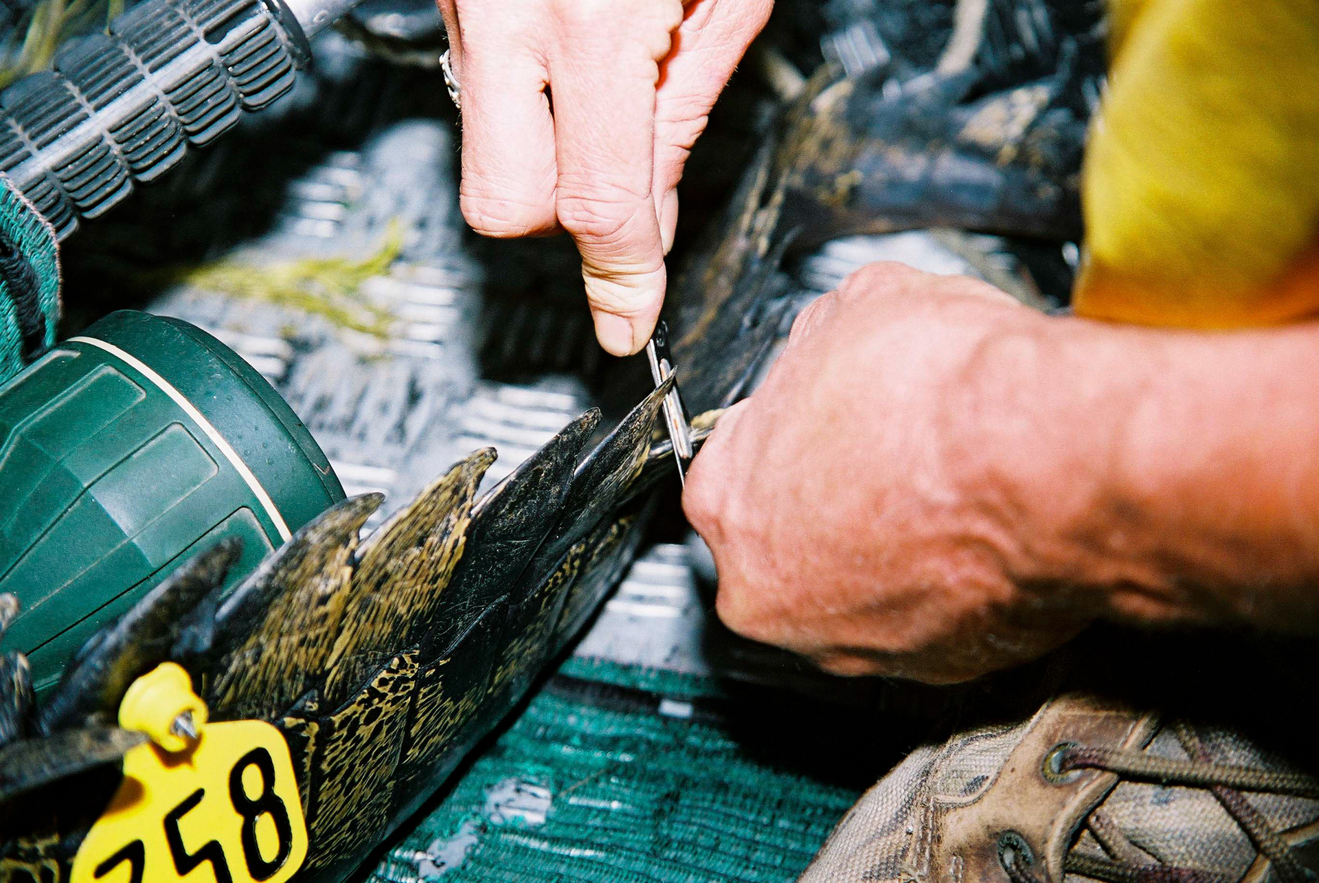 BOTSWANA, OKAVANGO, MARQUAGE ET IDENTIFICATION