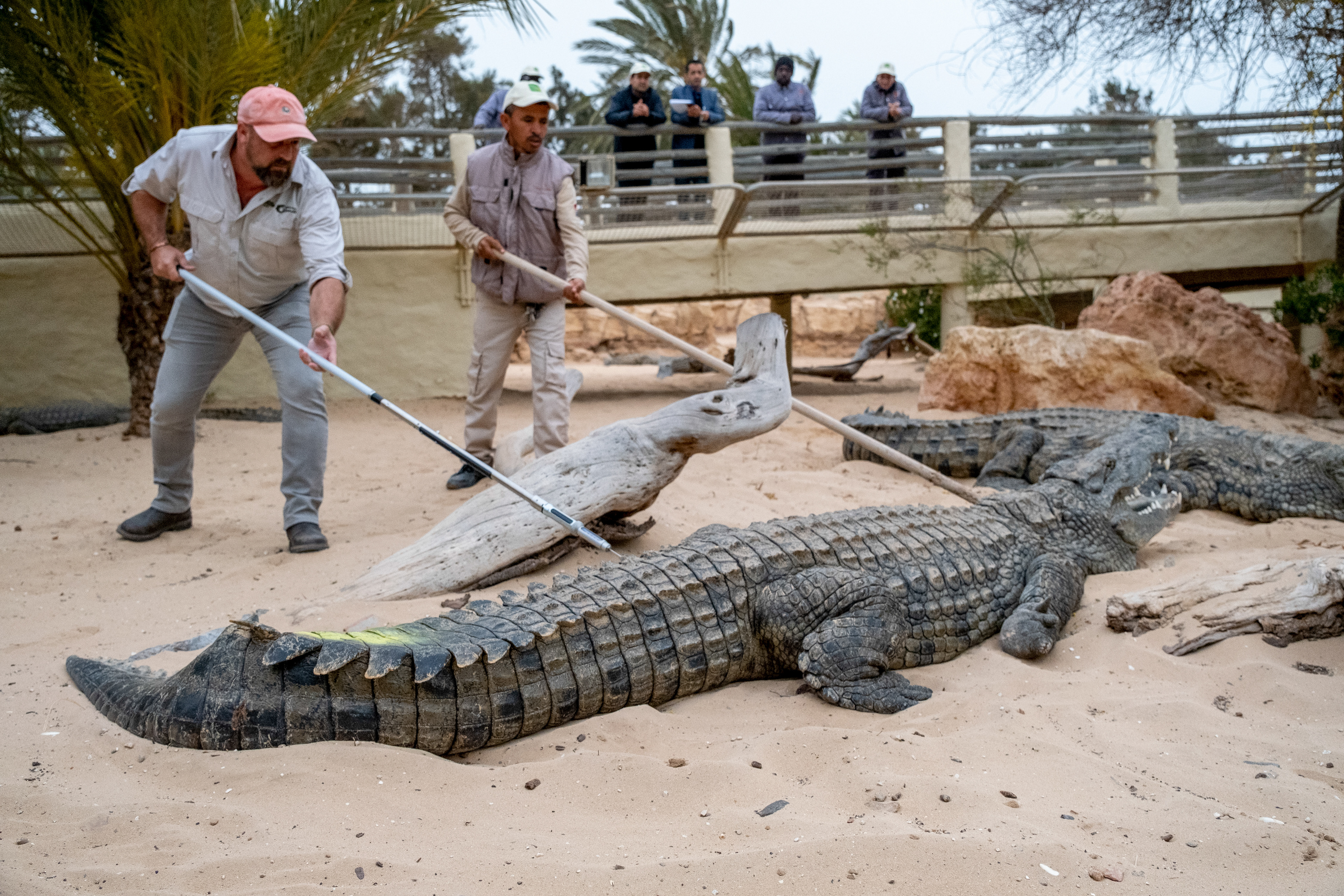 TUNISIE, INJECTION DE TRANQUILISANT ©NICOLAS FAUQUÉ
