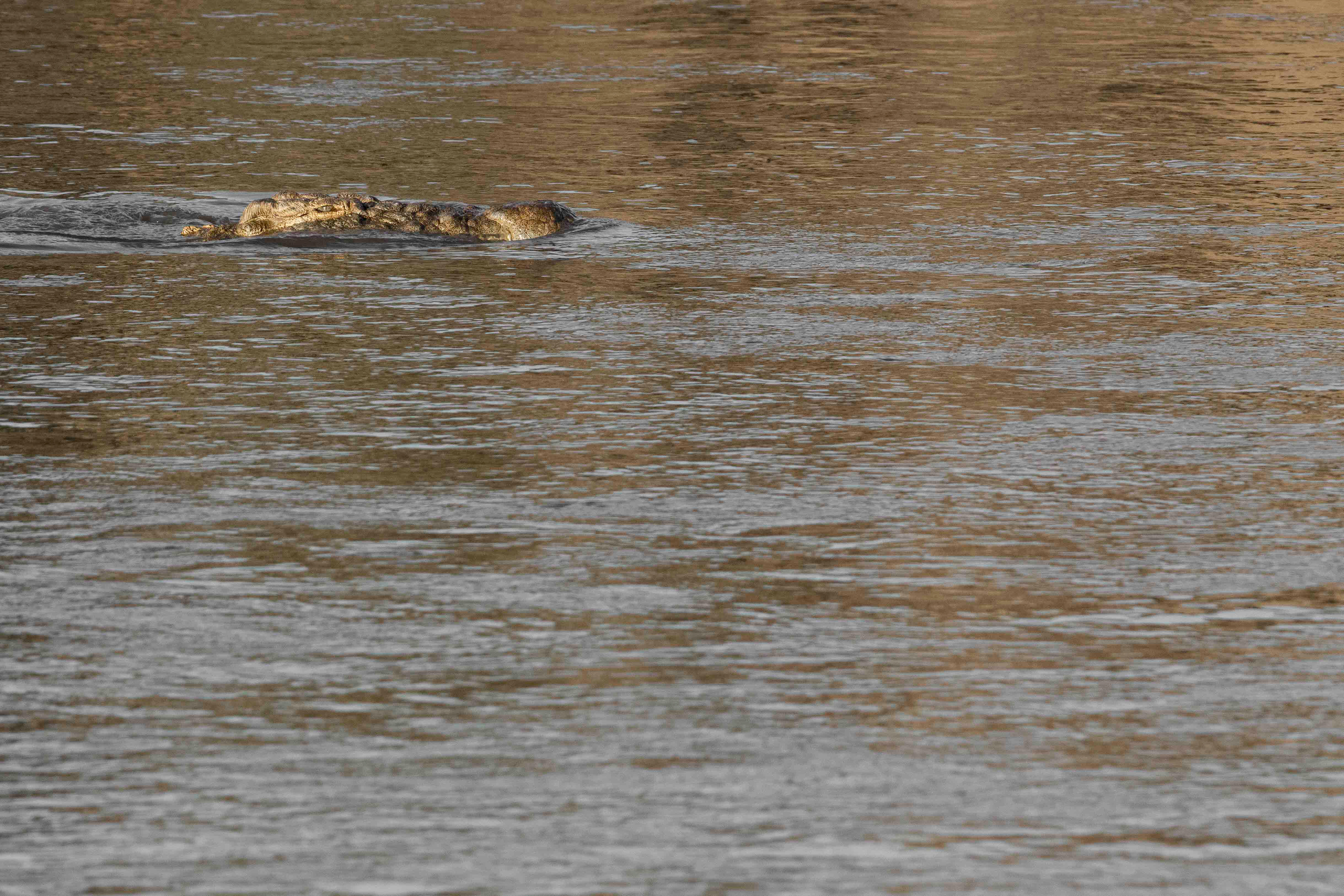 KENYA, RIVIÈRE MARA