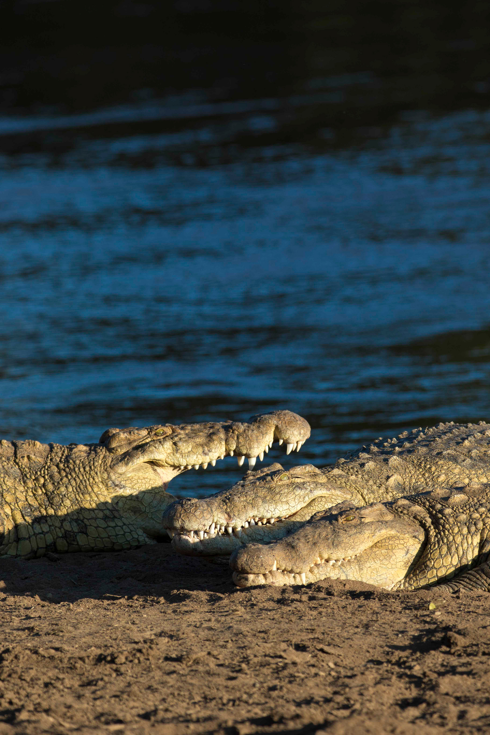 KENYA, RIVIÈRE MARA