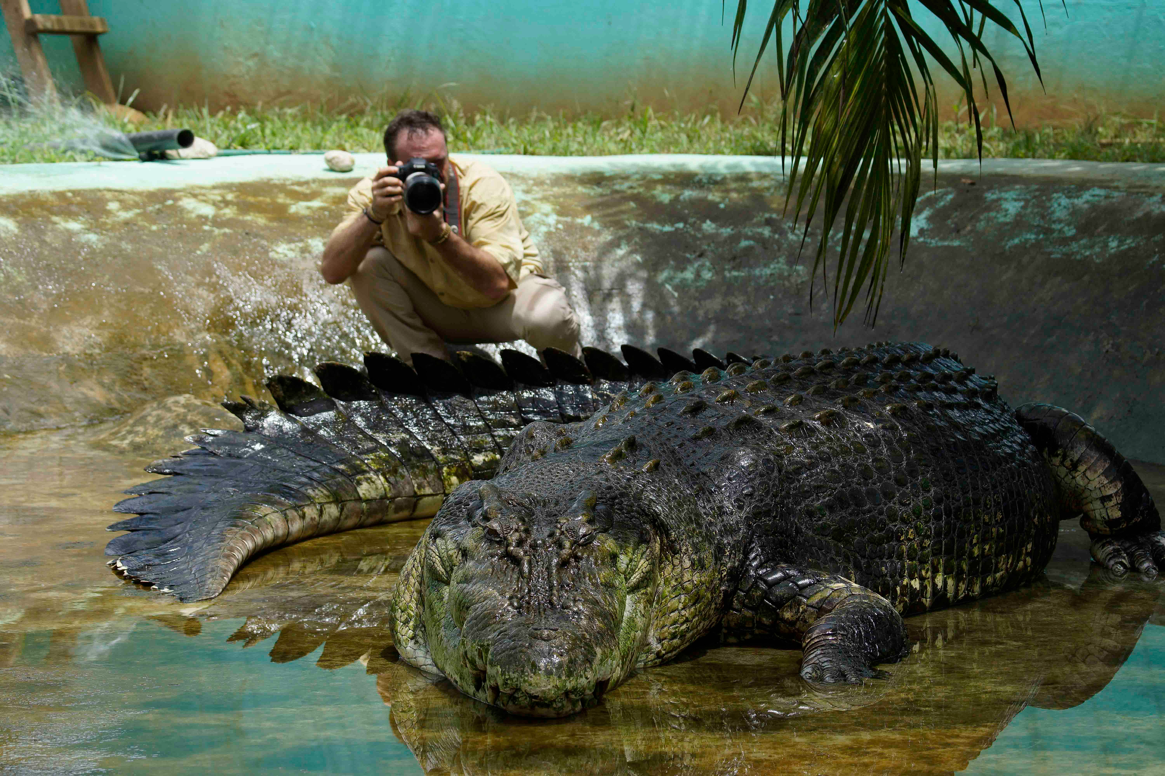PHILIPPINES, "LOLONG" LE PLUS GRAND CROCODILE JAMAIS MESURÉ, 6,17 M, 1150 KG  ©PATRICK MARCHAND