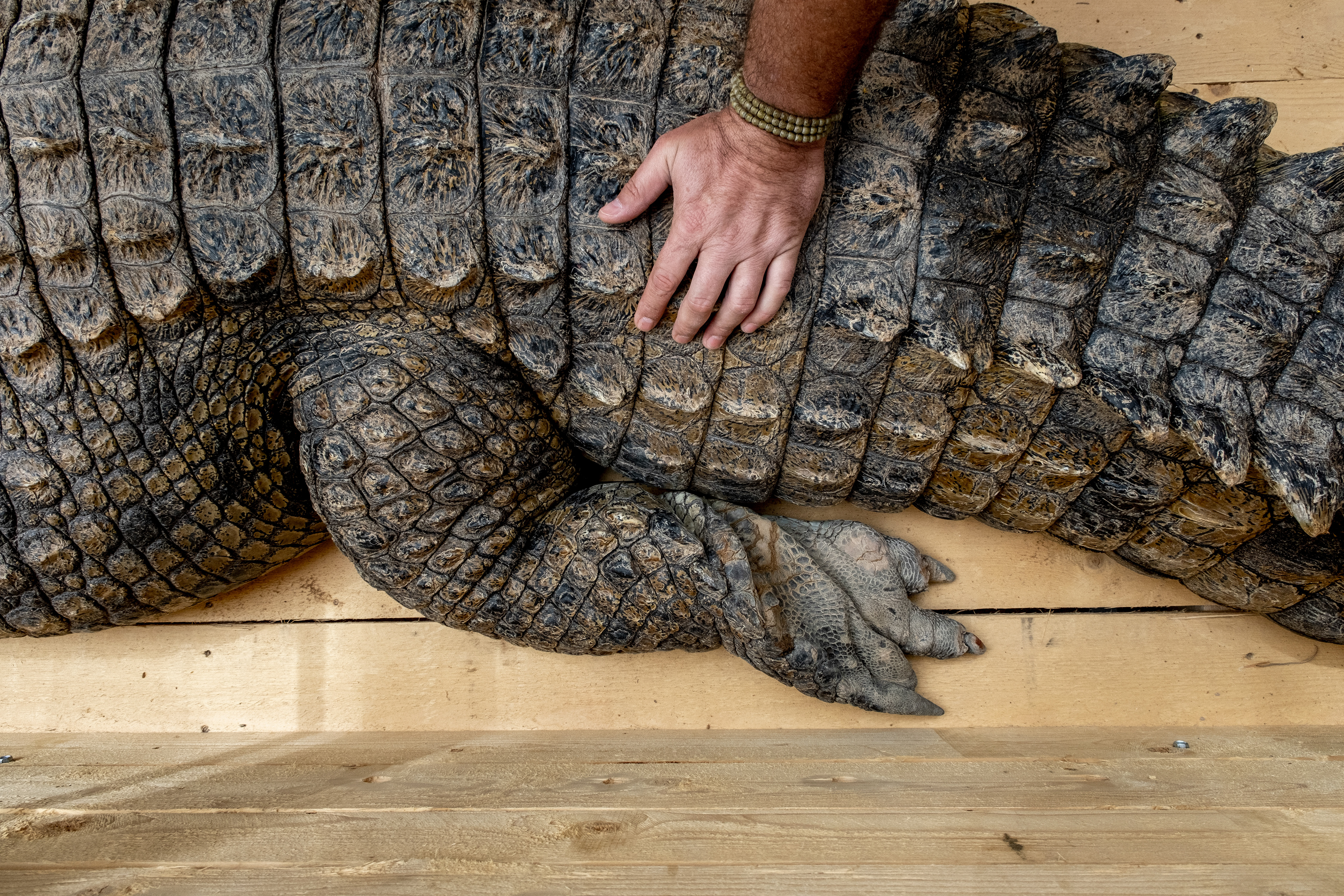 TUNISIE, MÂLE TRANQUILISÉ ©NICOLAS FAUQUÉ