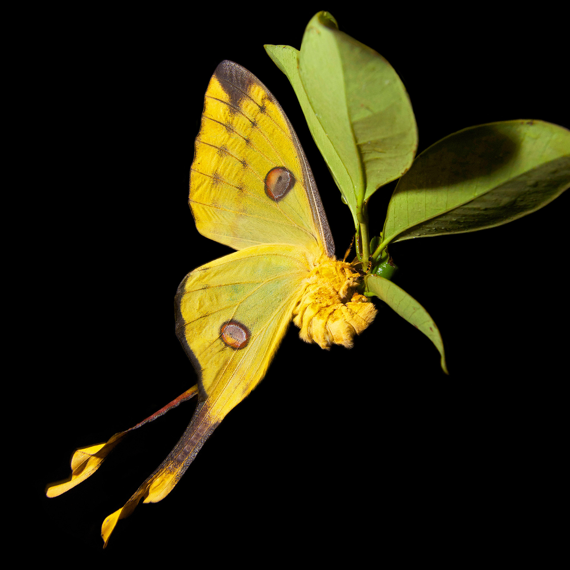 Argema mittrei, LE COMÈTE DE MADAGASCAR