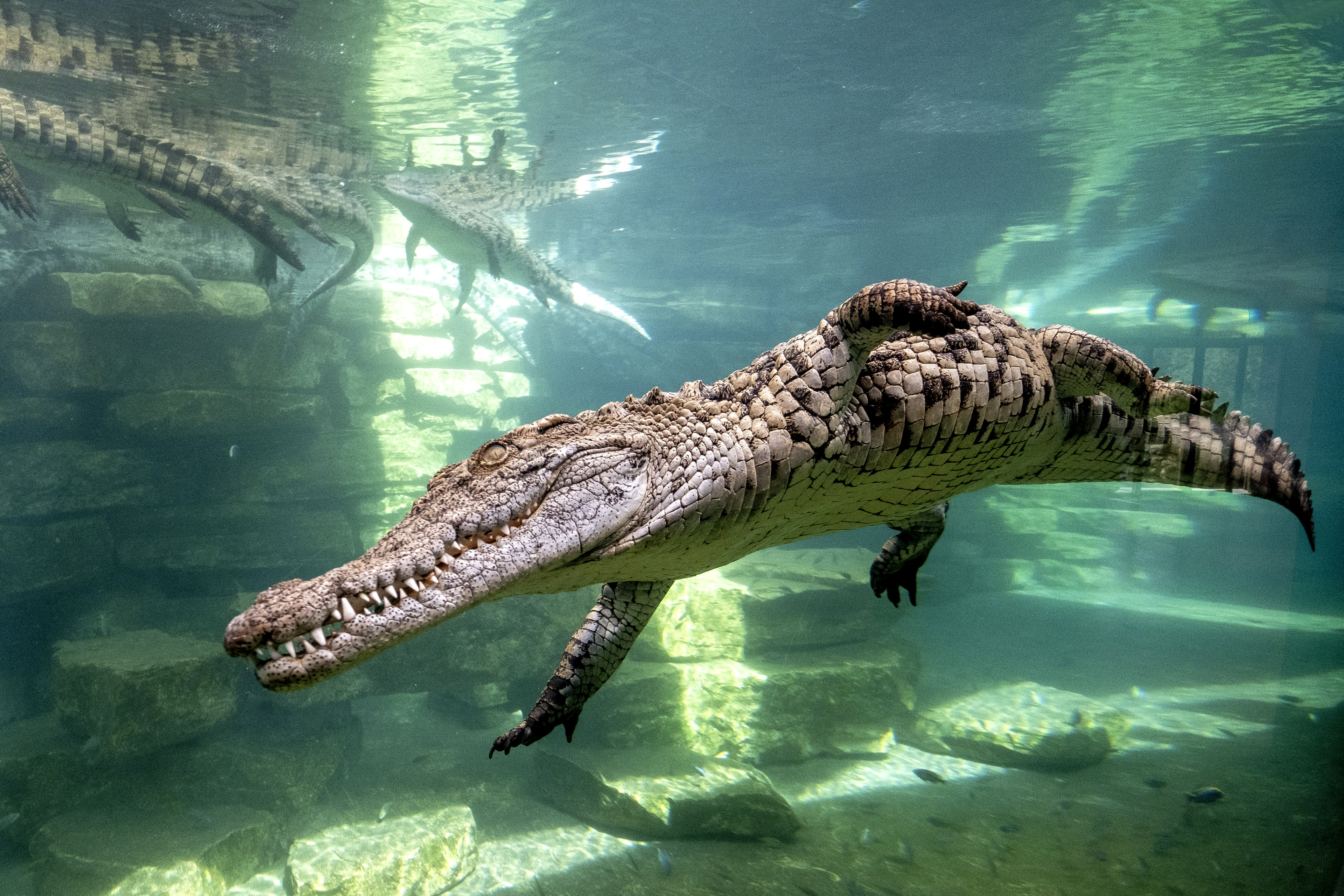 DUBAI CROCODILE PARC, AQUARIUM ©WHITE ORYX AQUARIUM LLC
