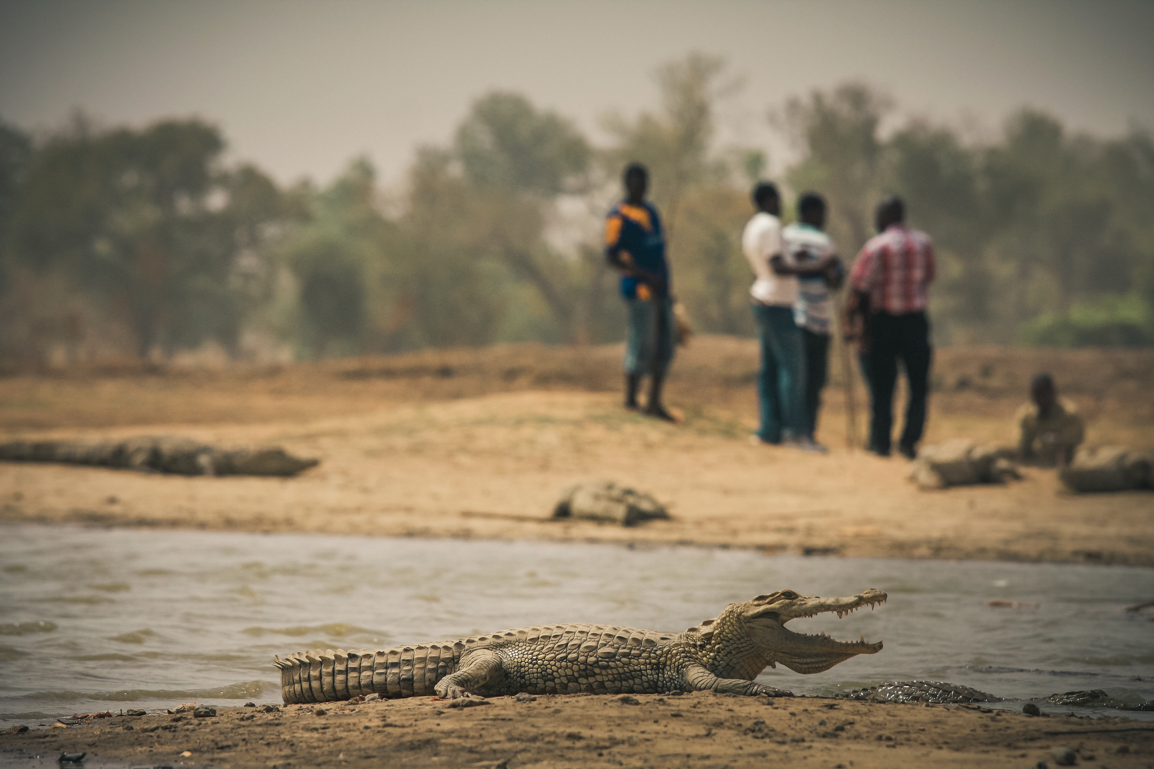 BURKINA FASO, COHABITATION HOMMES-CROCODILES