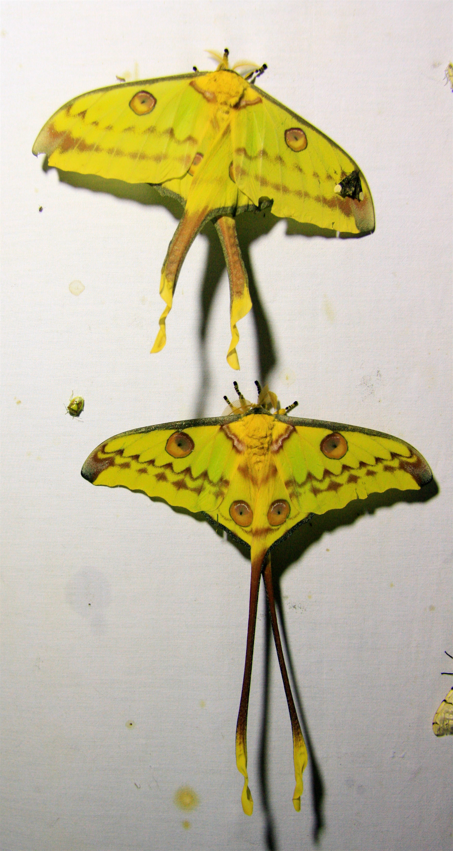 LE COMÈTE, MÂLE ET FEMELLE