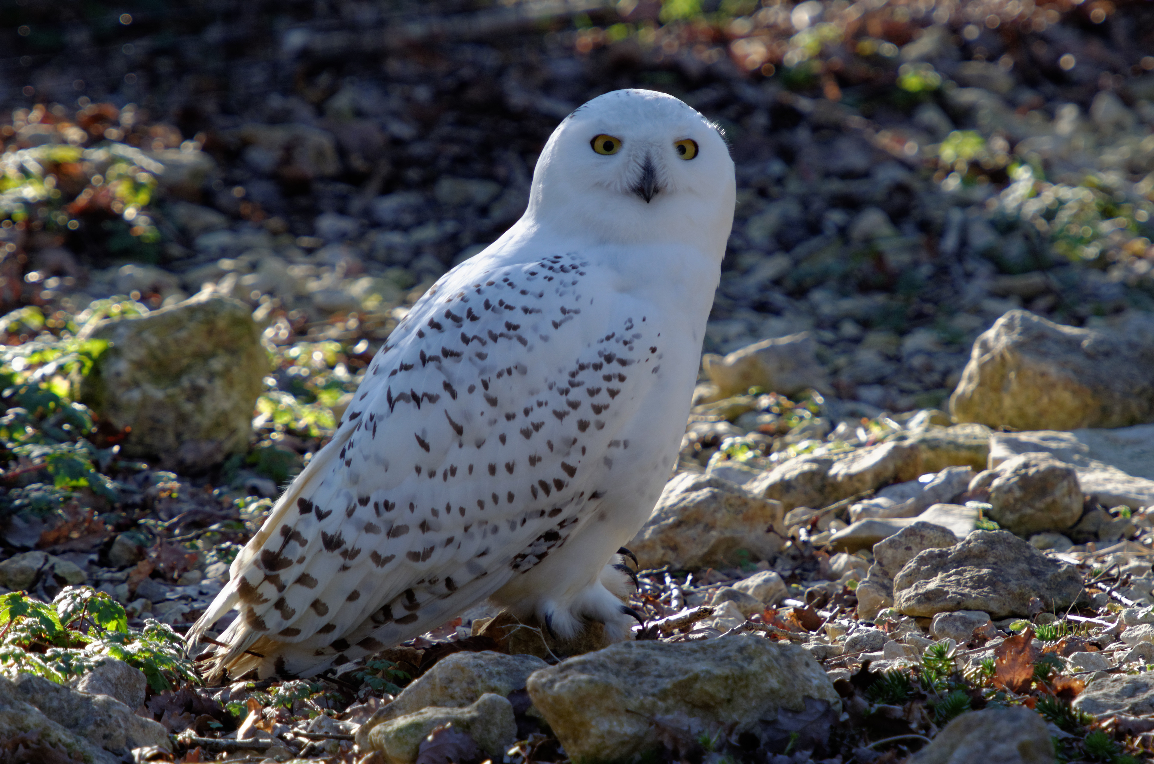 Harfang des neiges