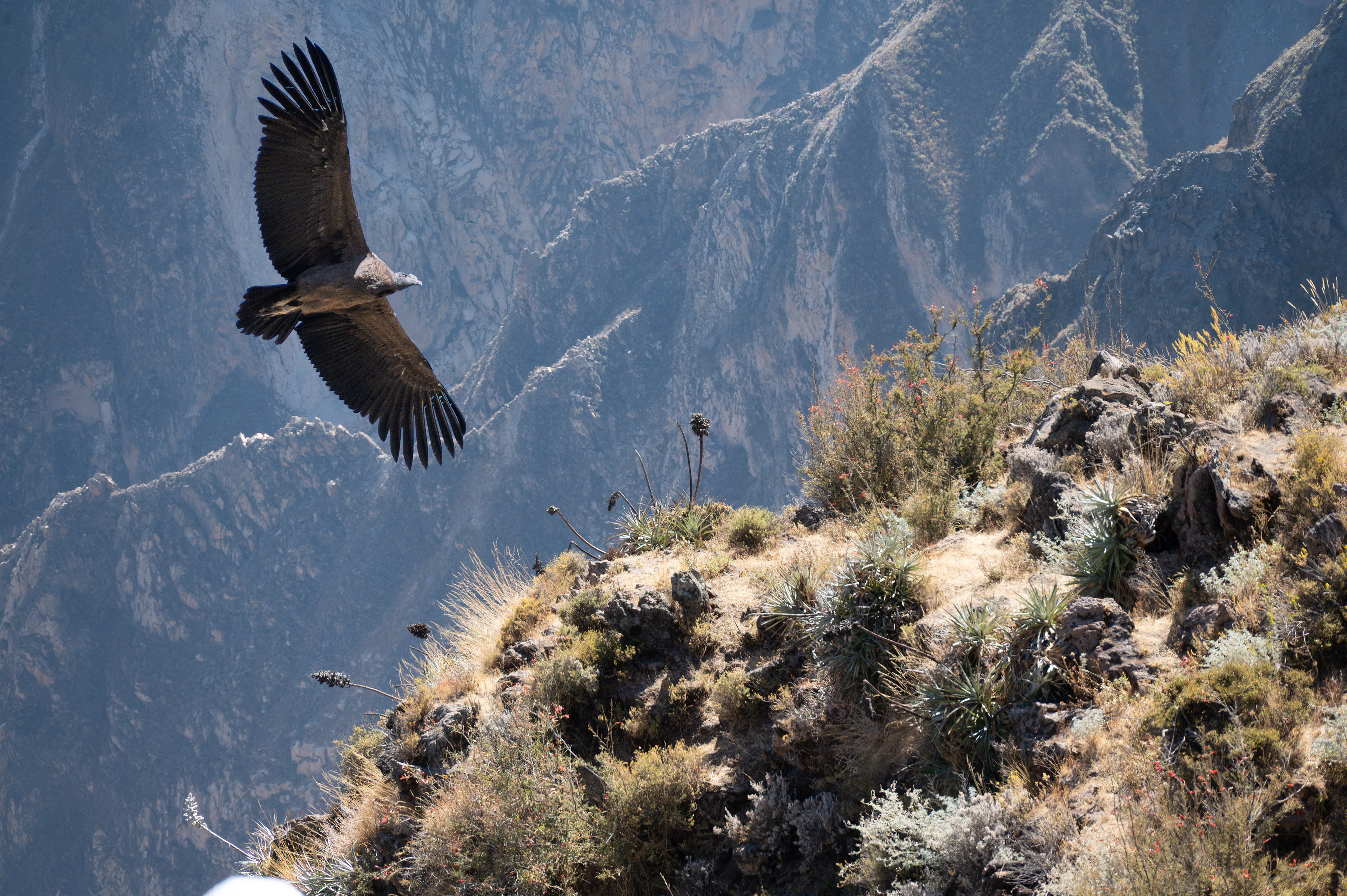Condor des Andes