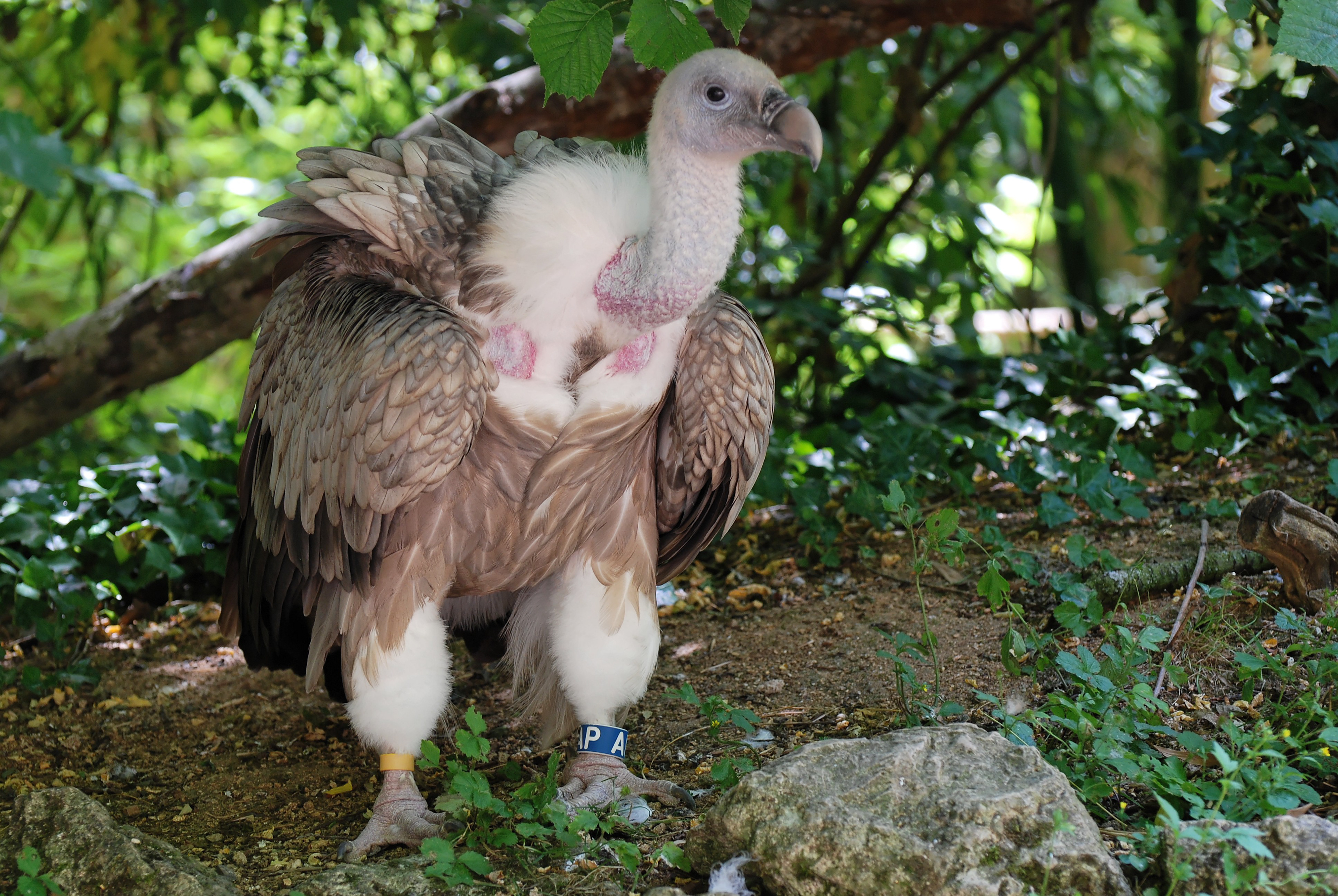 Vautour fauve
