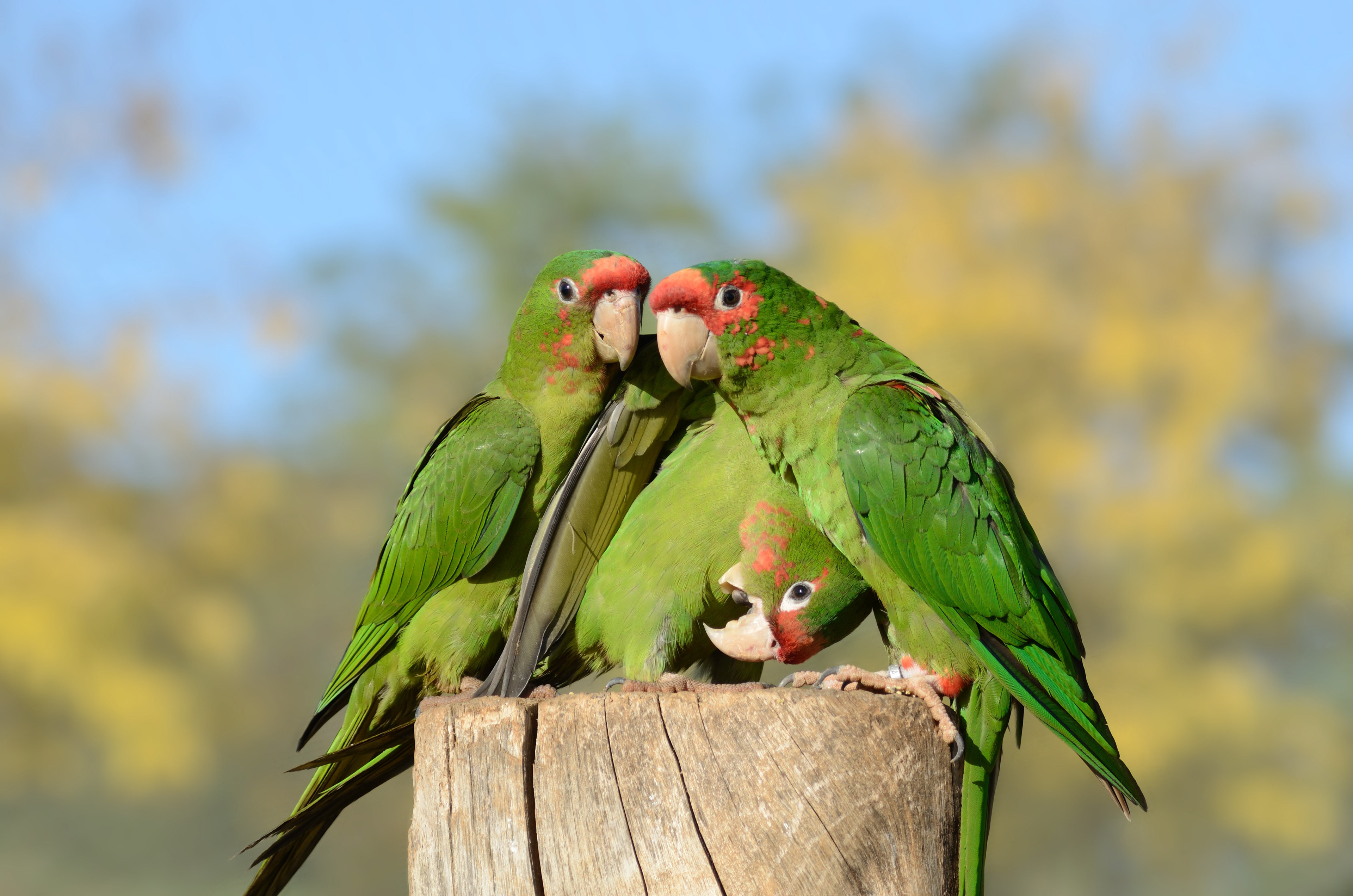 Conure mitrée