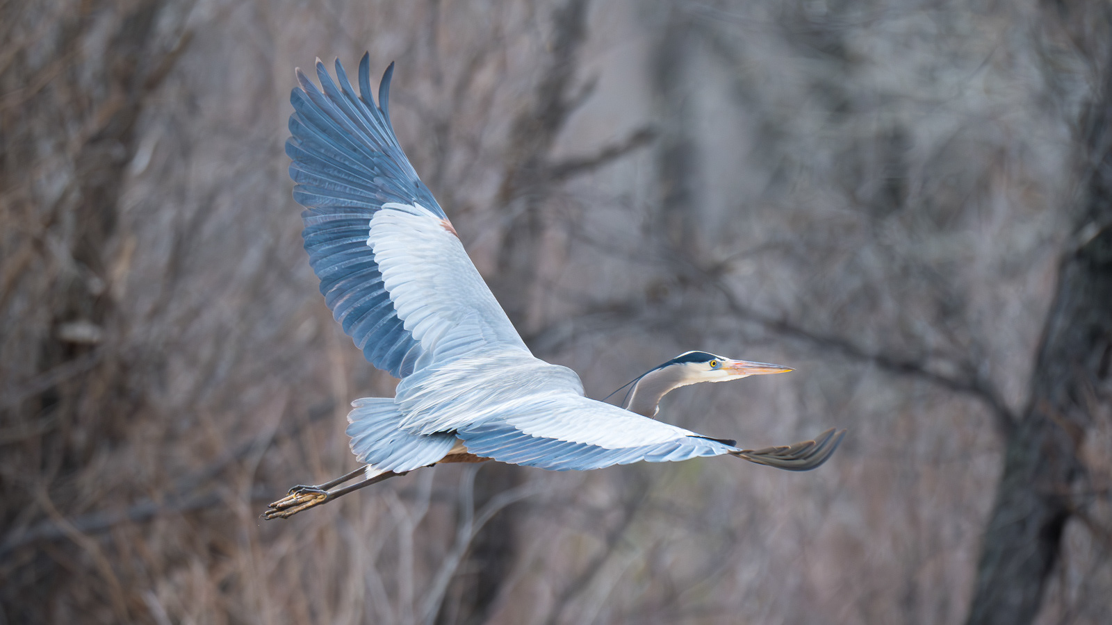 Blue Heron